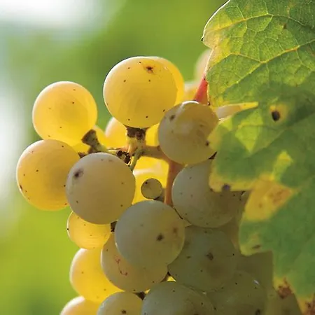 Vendégház Gaestehaus Spross Veldenz