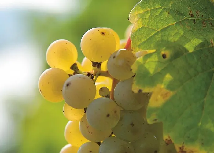 Gasthof Sproß Veldenz